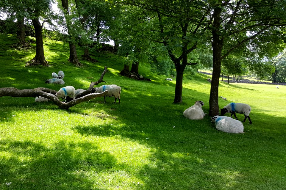 Sheep!