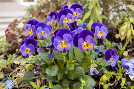 Flower blossom colorful