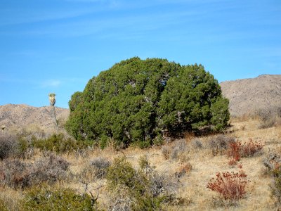 California juniper (Juniperus califonica); Juniper Flats area photo