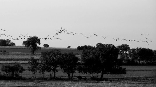 Esteparias ZEPA alto Guadiato