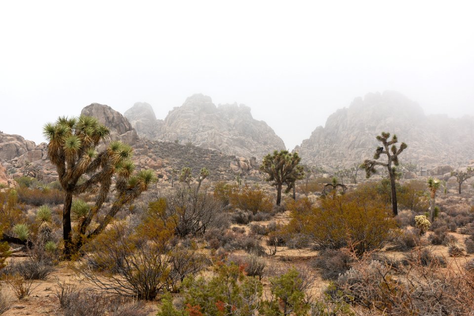 Foggy Day in Joshua Tree National Park