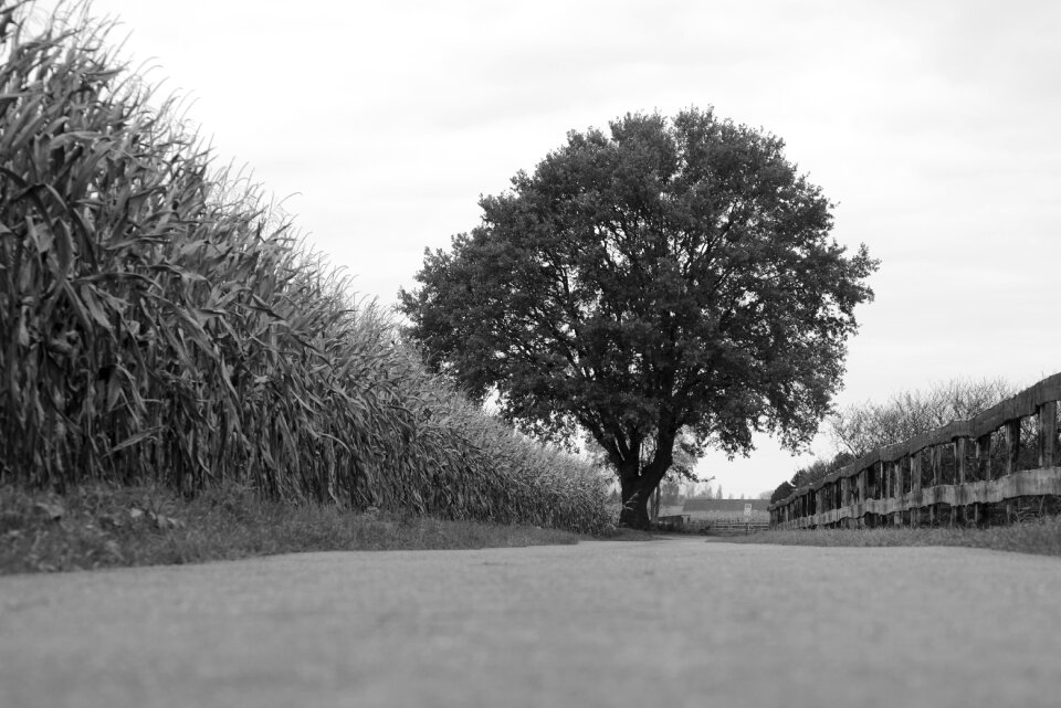 Landscape corn still life