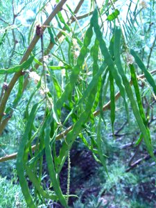Honey Mesquite (Prosopis glandulosa) beans; Oasis of Mara