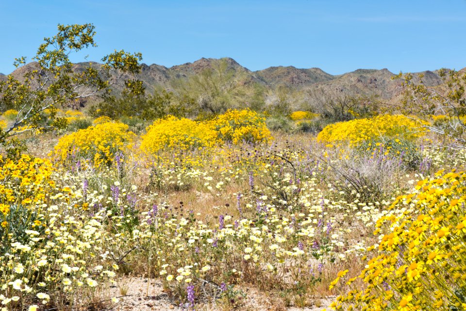 Lupine, poppies, and brittlebush blooming near Bajada Nature TrailChia, desert dandelion, and brittlebush blooming in Cottonwood Canyon; 3/24/17