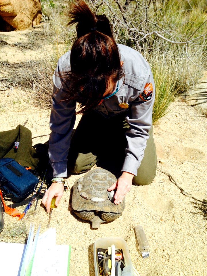 Retransmittering desert tortoises