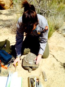 Retransmittering desert tortoises