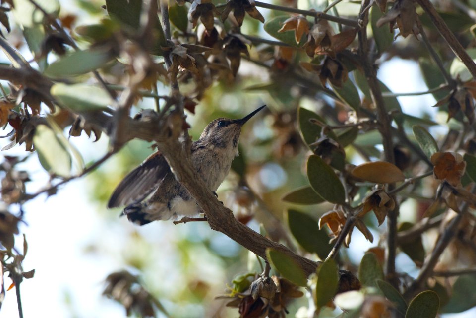 Female Hummingbird on Branch