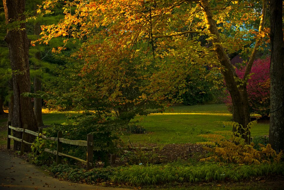 Nature season foliage