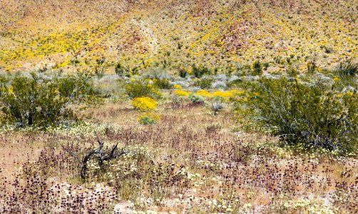 Chia, desert dandelion, and brittlebush blooming in Cottonwood Canyon; 3/24/17 photo