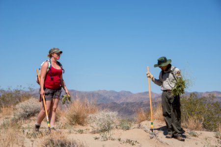 Volunteer Sahara Mustard plant pulling (4.4.15)