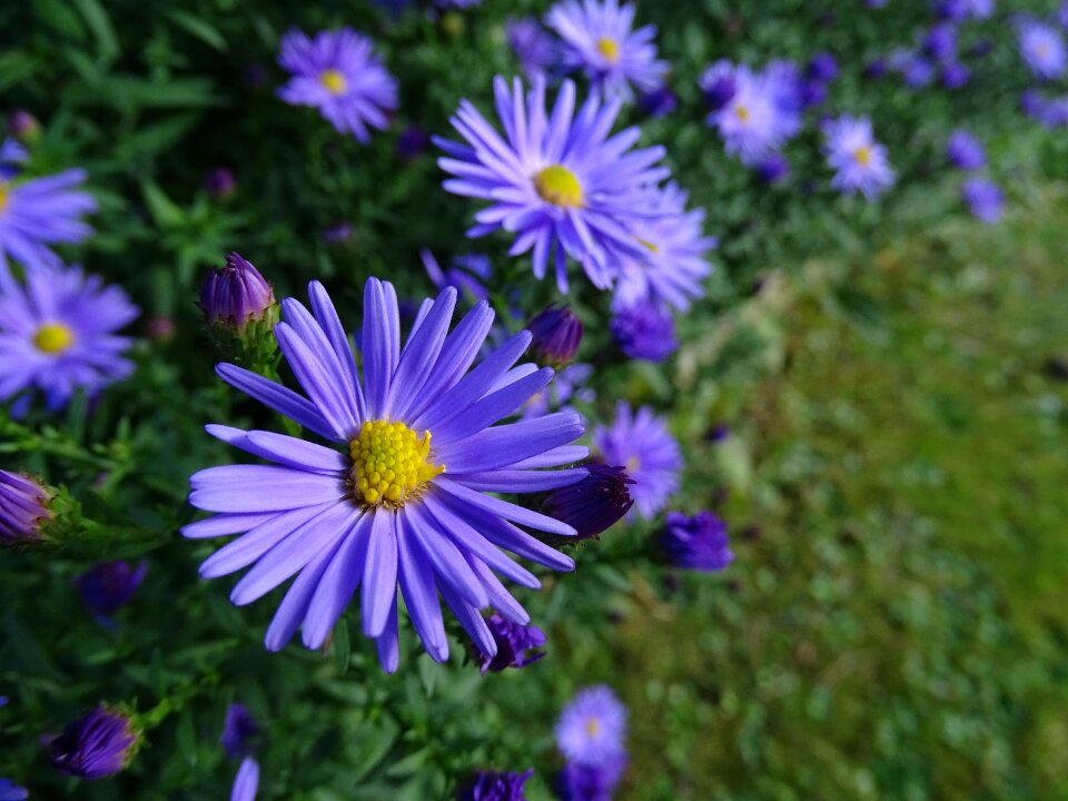 Garden summer bloom