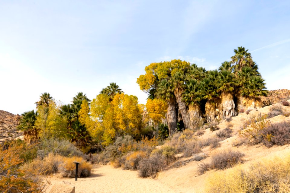 Frémont's cottonwood trees (Populus fremontii) and California fan palms (Washingtonia filifera) at Cottonwood Springs