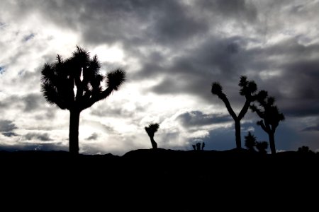 Silhouetted Joshua trees and cloudy skies near Ryan Campground