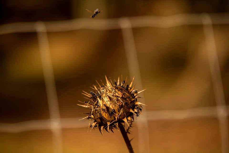 Fotografiando el Otoño