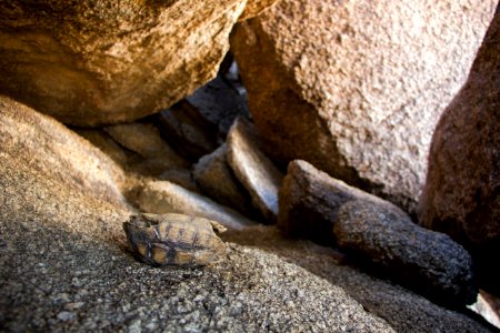 Dead juvenile tortoise