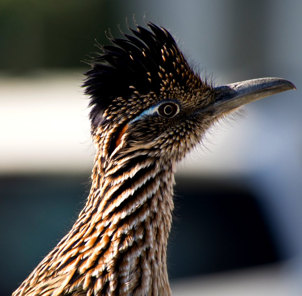Roadrunner