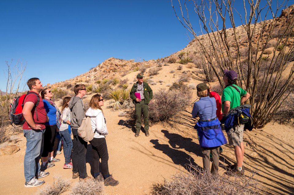 Visitors Examine an Ocotillo with Ranger Keith Flood