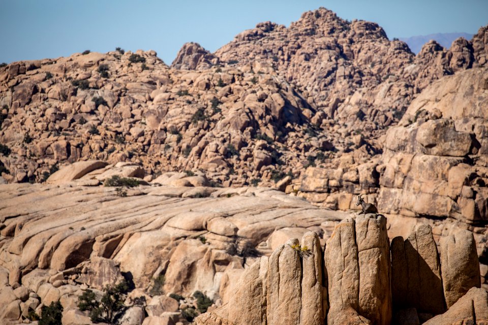 Bighorn Sheep in the Wonderland
