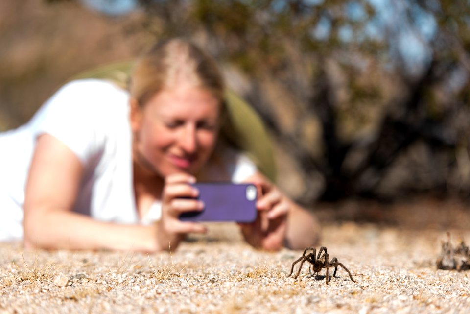 Tarantula near North Entrance; 11/13/15