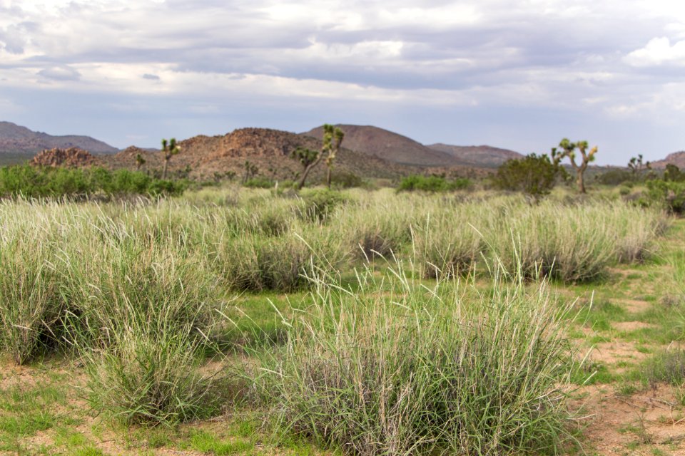 Grass near Sheep's Pass Campground; 8/6/15