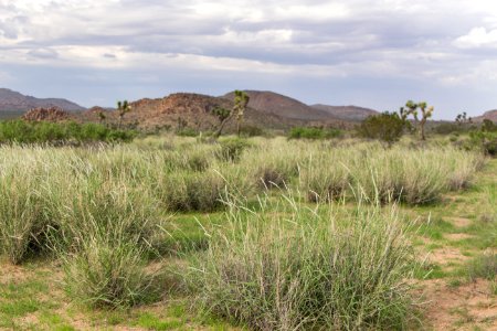 Grass near Sheep's Pass Campground; 8/6/15