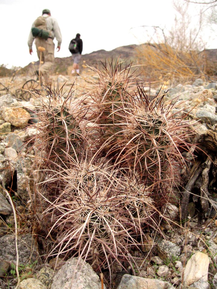 Hiking past hedgehog cactus (Echinocereus engelmanii); Cholla Wash