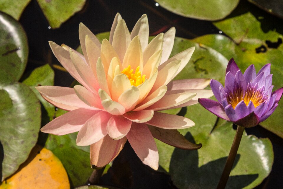 Aquatic plants water lilies water