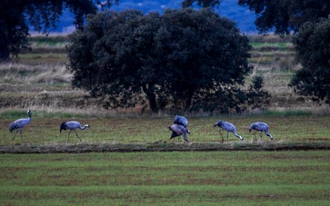 Naturaleza esteparia photo