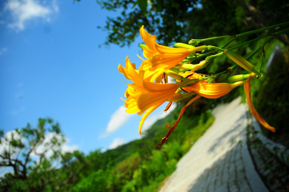 Flowers park forest