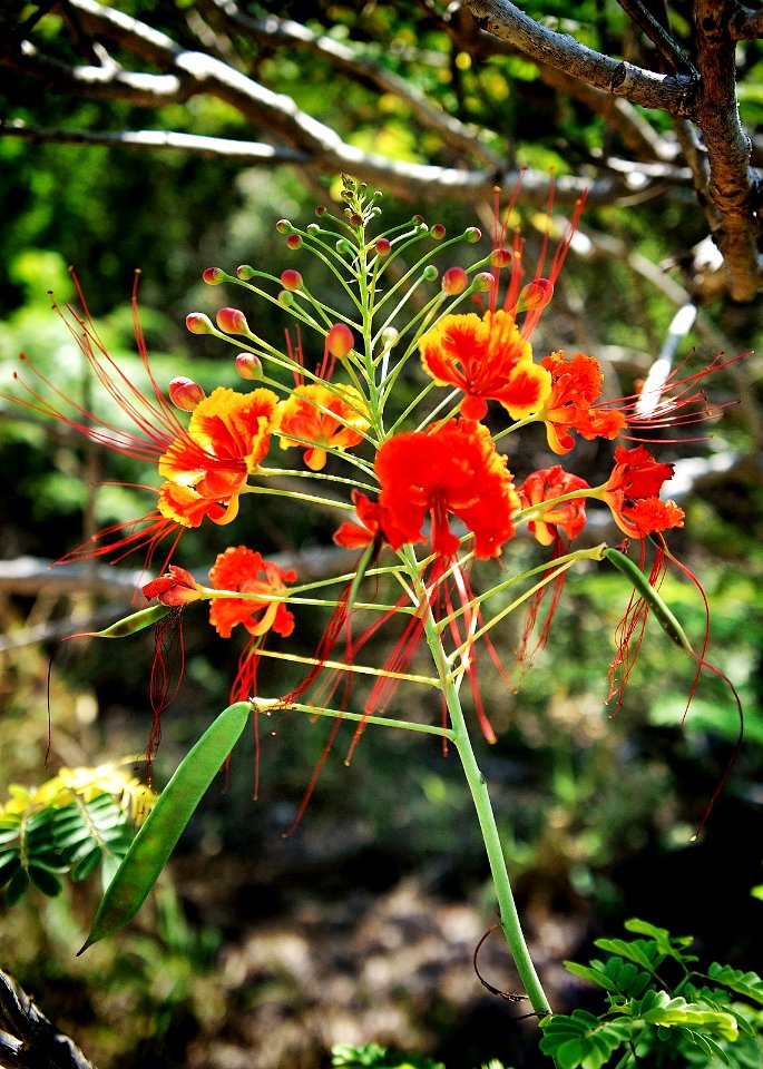Caesalpinia pulcherrima