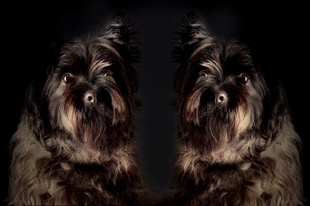 Portrait animal portrait expression