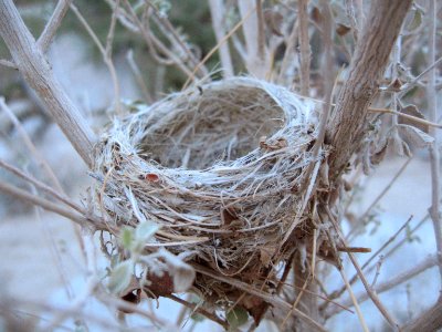 Nest found in Wash