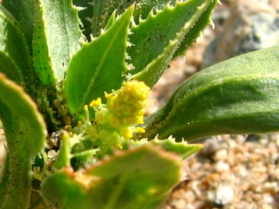 Annual toothleaf (Stillingia spinulosa); Pinto Basin photo