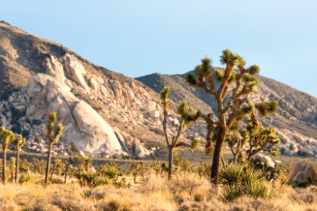 Ryan Mountain viewed from Lost Horse Valley