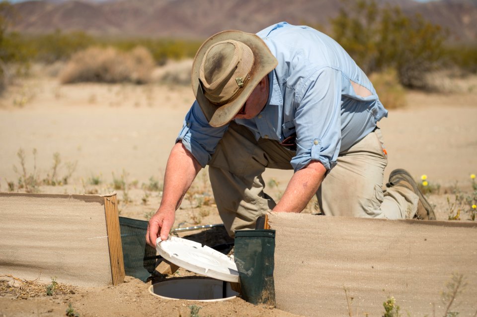 Earthwatch Volunteer Checks a Pitfall Trap for Small Animals