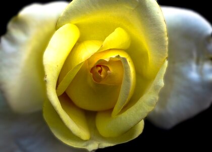 Pink yellow petals