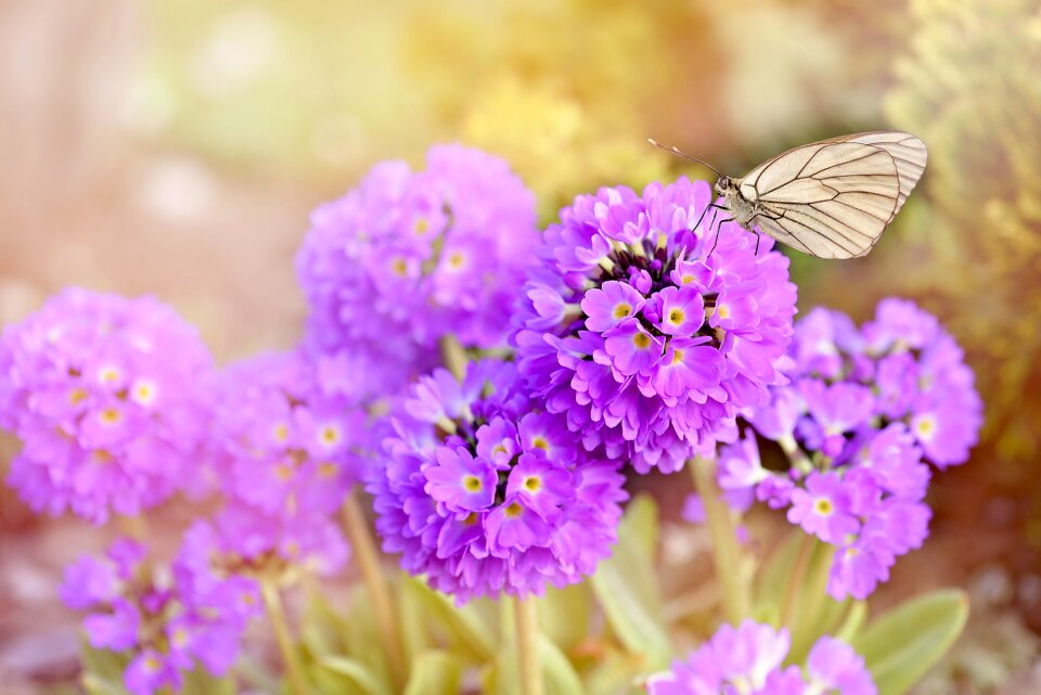 Purple early bloomer spring flowers