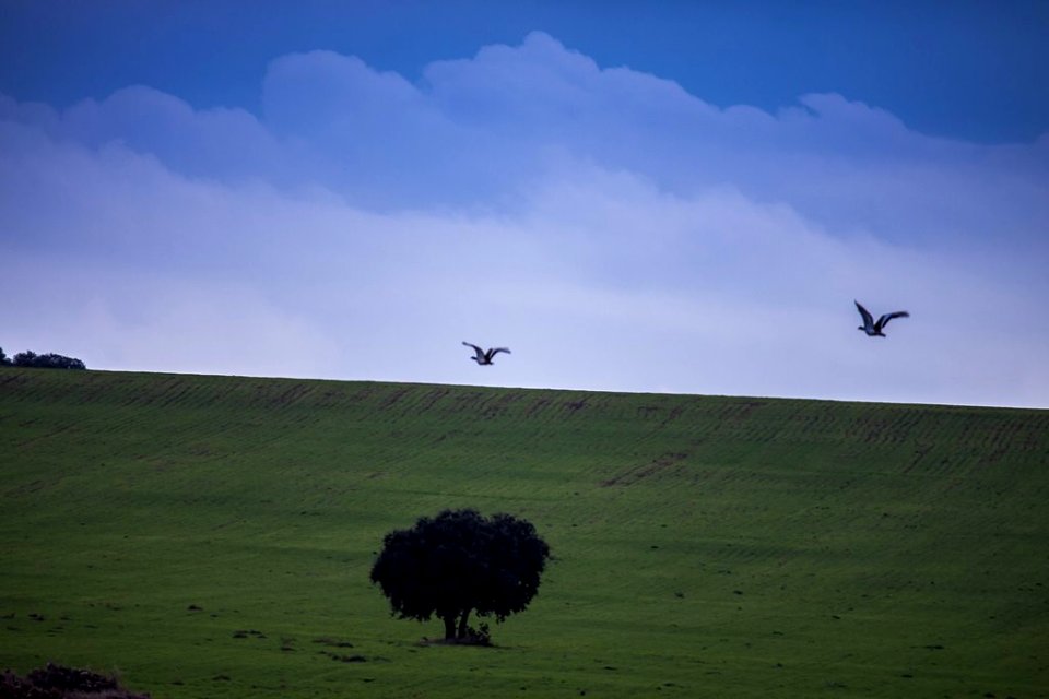 Naturaleza esteparia