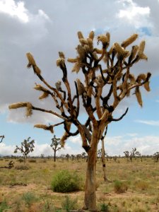 Joshua tree (Yucca brevifolia); Desert Queen Valley photo