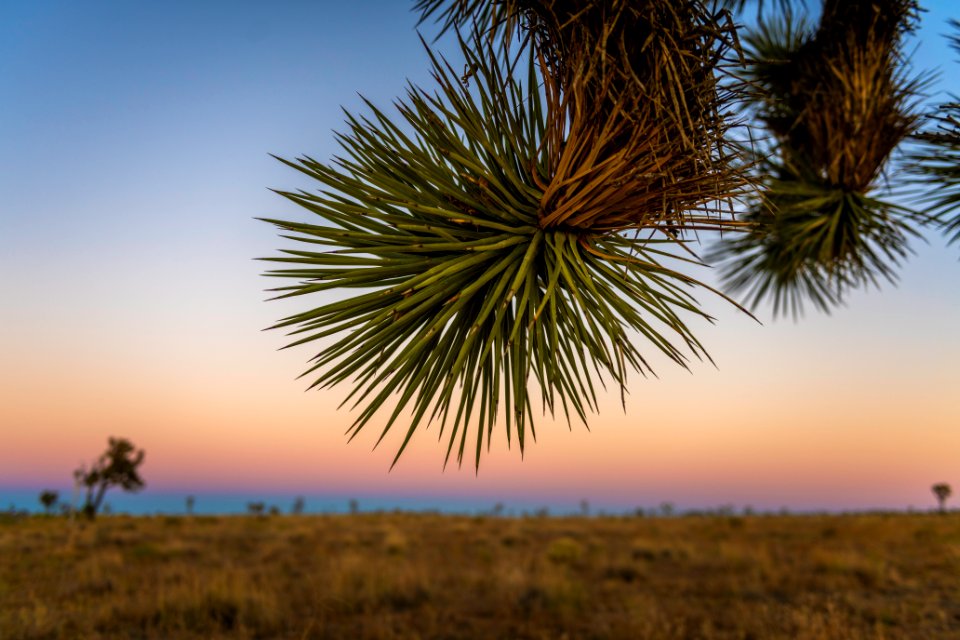 Sunset and a Joshua tree branch over Queen Valley
