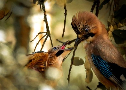 arrendajo euroasiático (Garrulus glandarius) photo