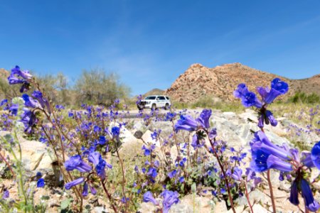 California bluebell (Phacelia campanularia) and park ranger vehicle in the Cottonwood area