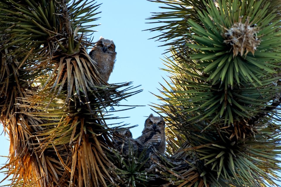 Great Horned Owl Young