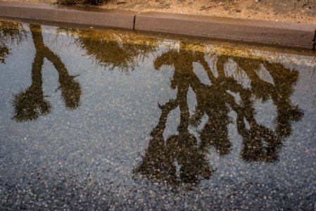 Joshua trees reflected in rain puddles photo