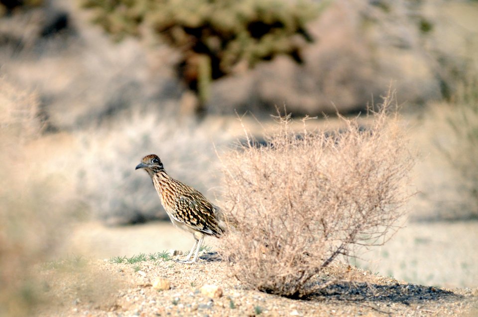 Greater Roadrunner (Geococcyx californianus)