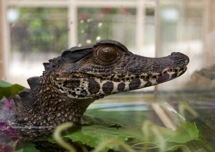 Crocodile wildlife skin photo