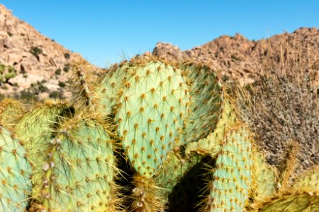 Prickly pear (opuntia chlorotica) photo