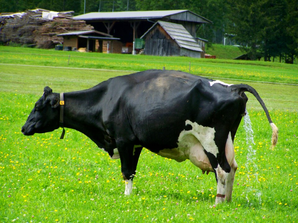 Black and white cattle green pastures
