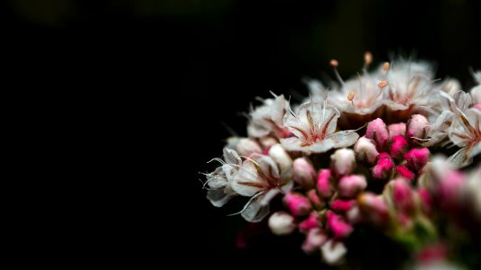 Eriogonum fasciculatum II