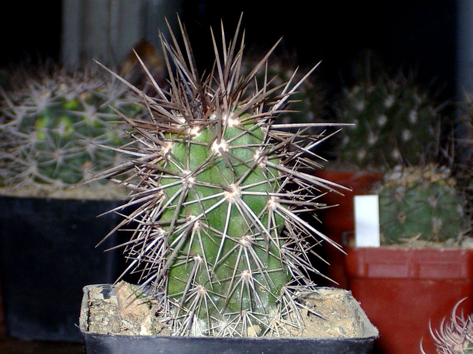 Copiapoa coquimbana La Serena [Author PTKS Public Domain]